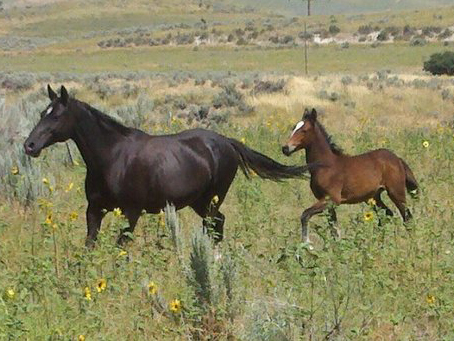 Horse with Colt