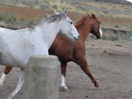 horses running