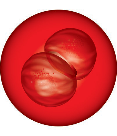 medical Illustration