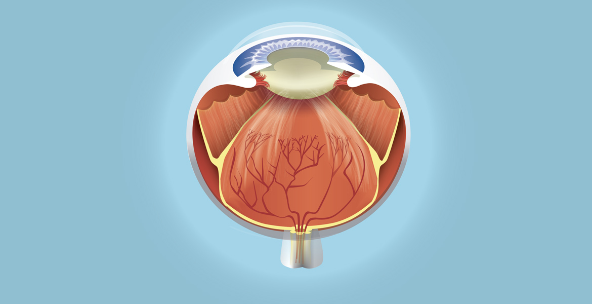 medical illustration of the human eye
